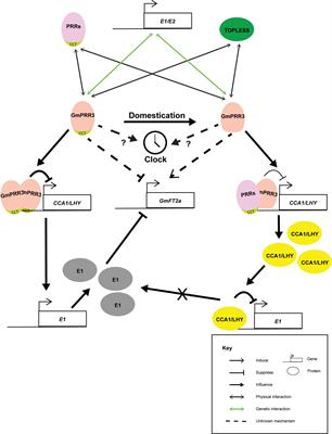 The Modification of Circadian Clock Components in Soybean During Domestication and Improvement